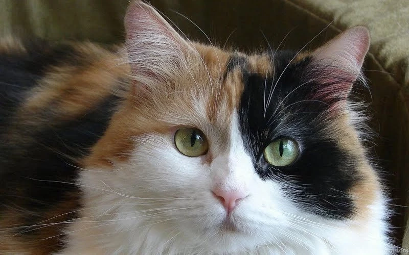 Calico Cat Wallpapers