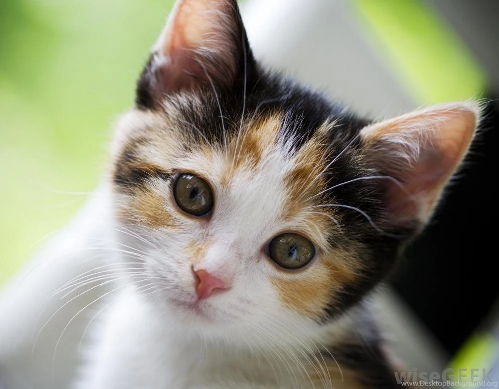 Young Calico Cat 215 Animals HD Desktop Wallpapers