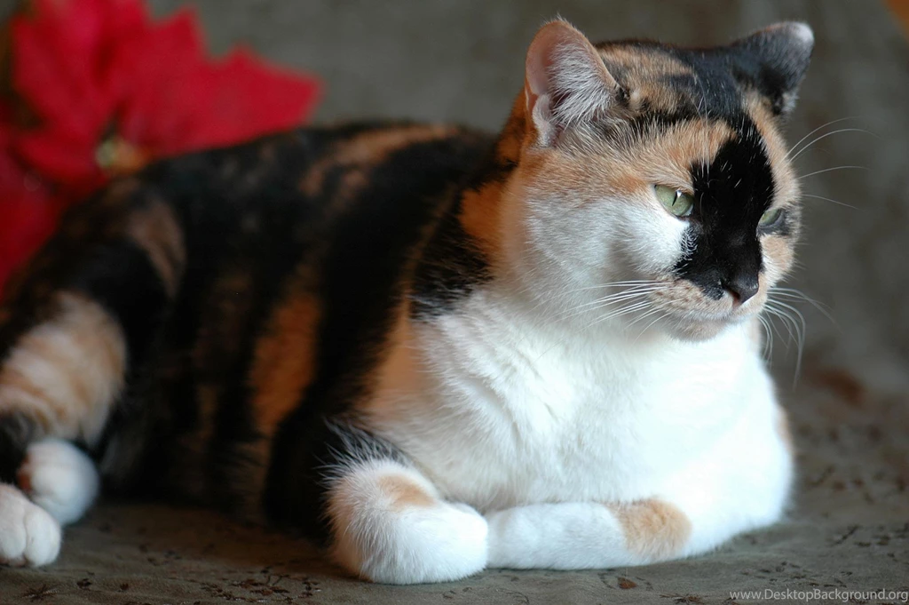 Calico Cat Images Desktop Backgrounds