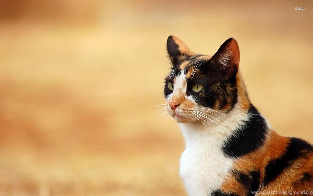 Kişiliği De Tüyleri Kadar Renkli Calico Kedisi