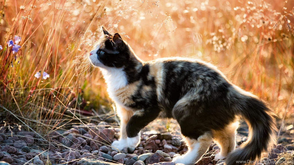 Cats Calico Kitty Wheat Field Animal Cat Photography Feline Pet ...