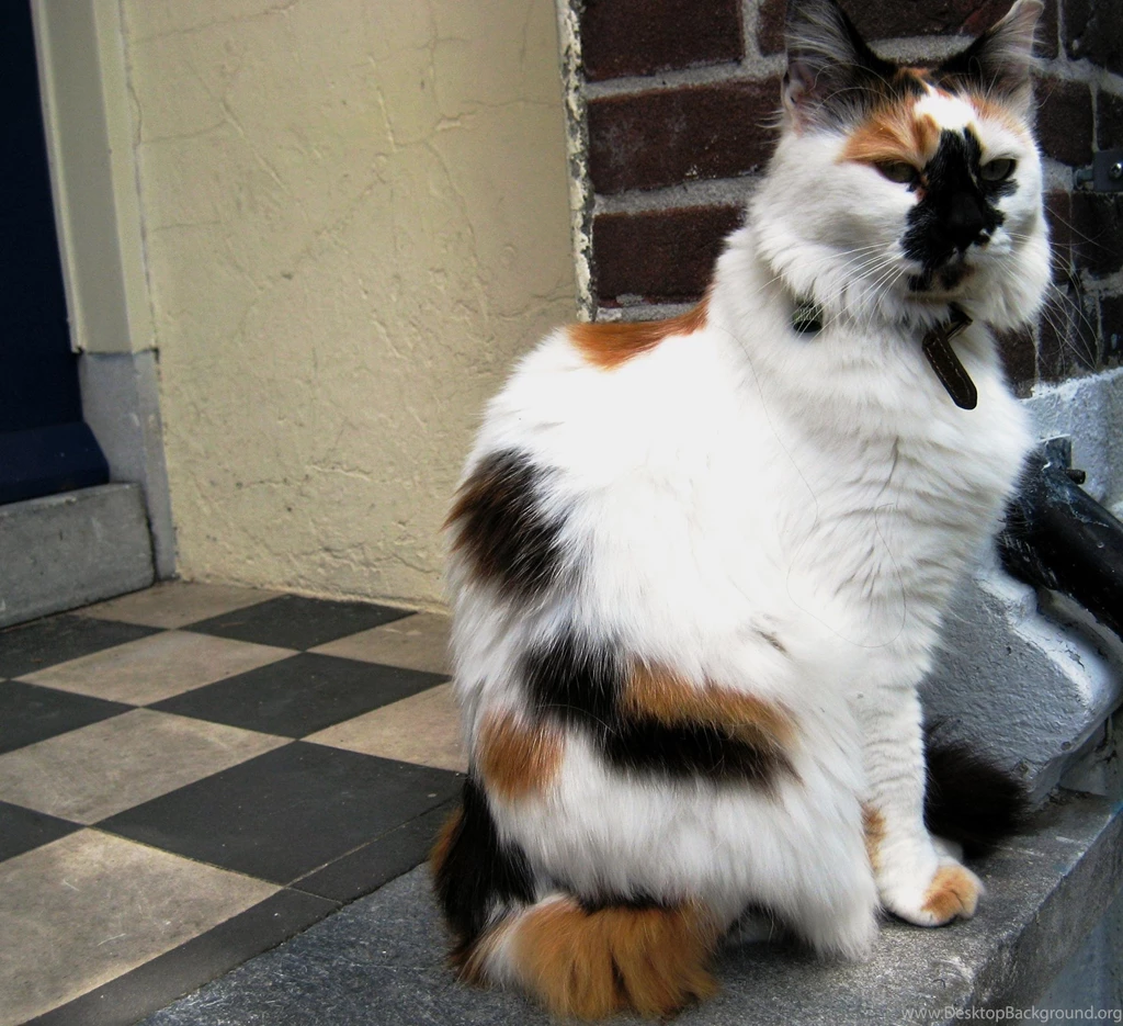 Calico Cat (