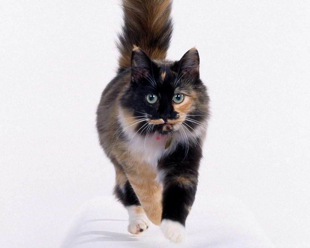 New: Cats Wallpapers / Cute / Funny / Beautiful