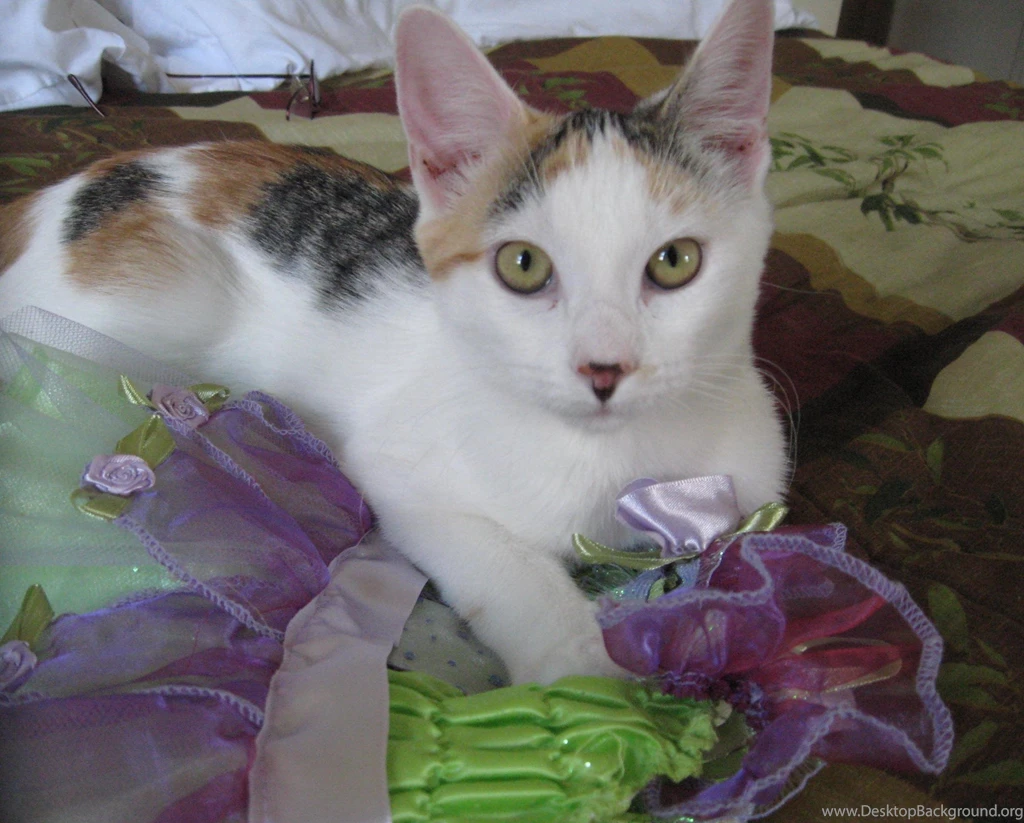 Mini The Calico Cat HD Desktop Wallpapers : Widescreen : High ...
