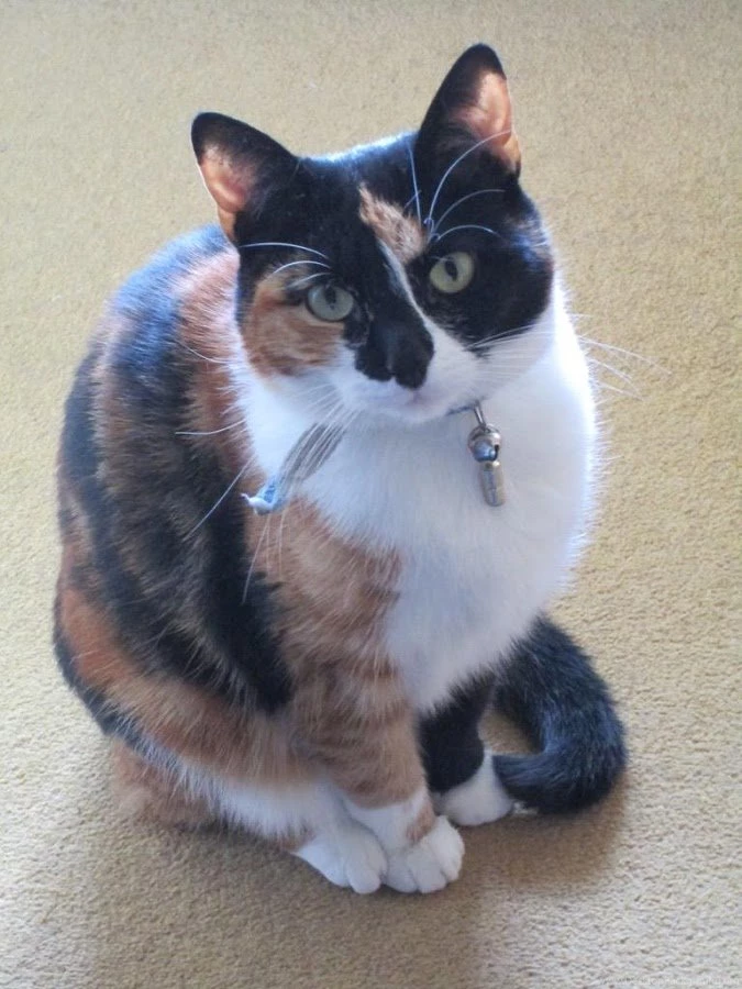 Calico Cat Wallpapers HD FREE Android Apps On Google Play