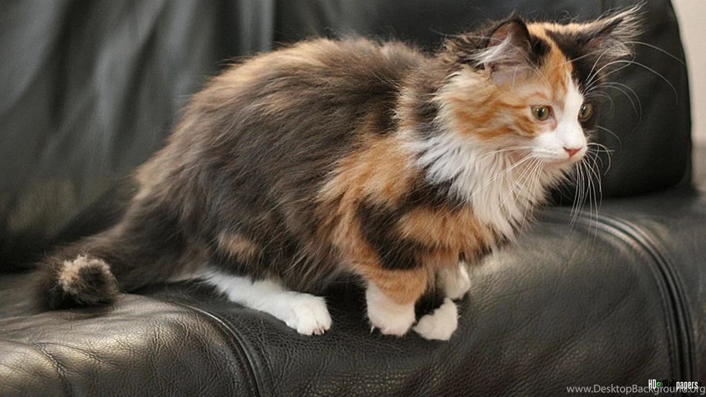 Calico Cat Pictures HD Wallpapers Pretty