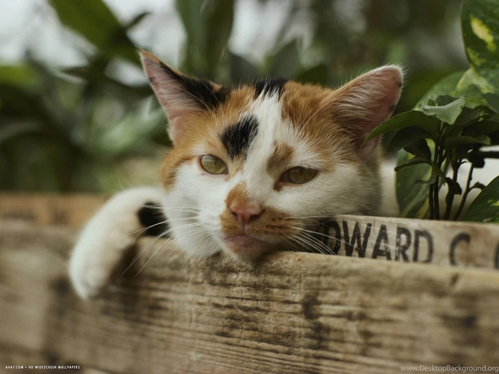 Calico Cat Wallpapers 1/4