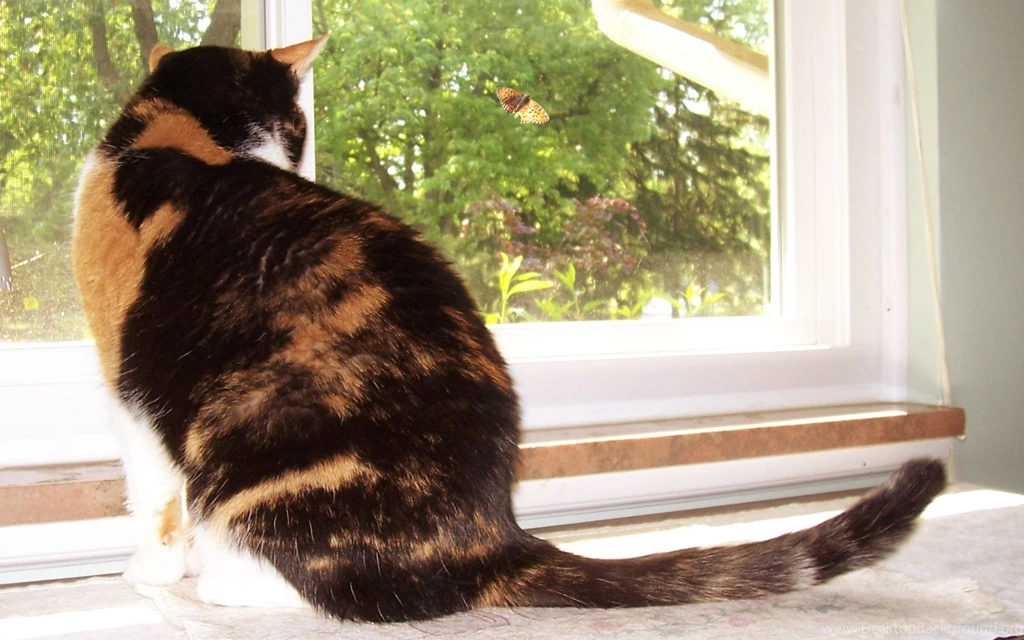 Cats Calico Cat Vs Moth Kitty Feline Cats Calicos Window Ccricket ...