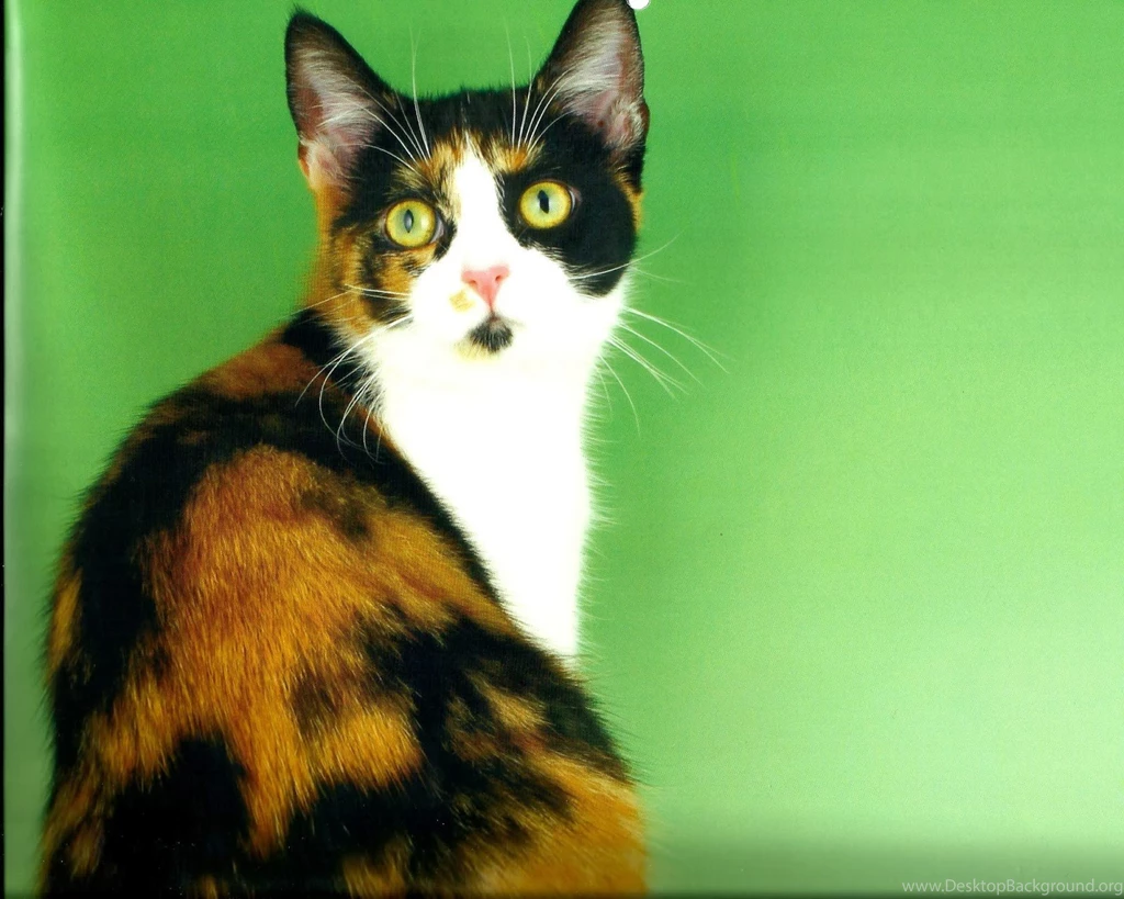 Calico Cat Typta.com