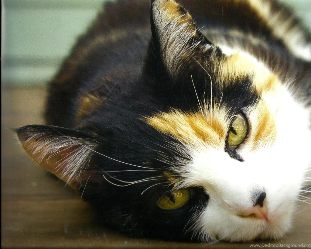 A CALICO CAT LAYING DOWN WALLPAPER (
