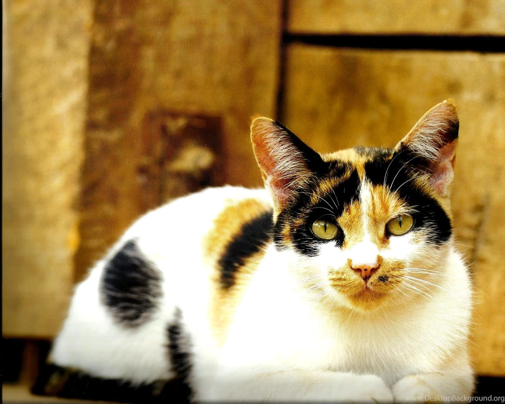 CALICO CAT LAYING DOWN 2 WALLPAPER   (