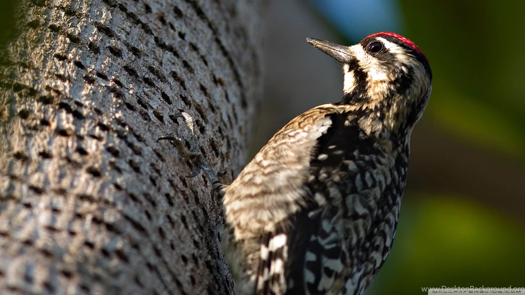 Woodpecker HD Desktop Wallpapers : Widescreen : High Definition ...