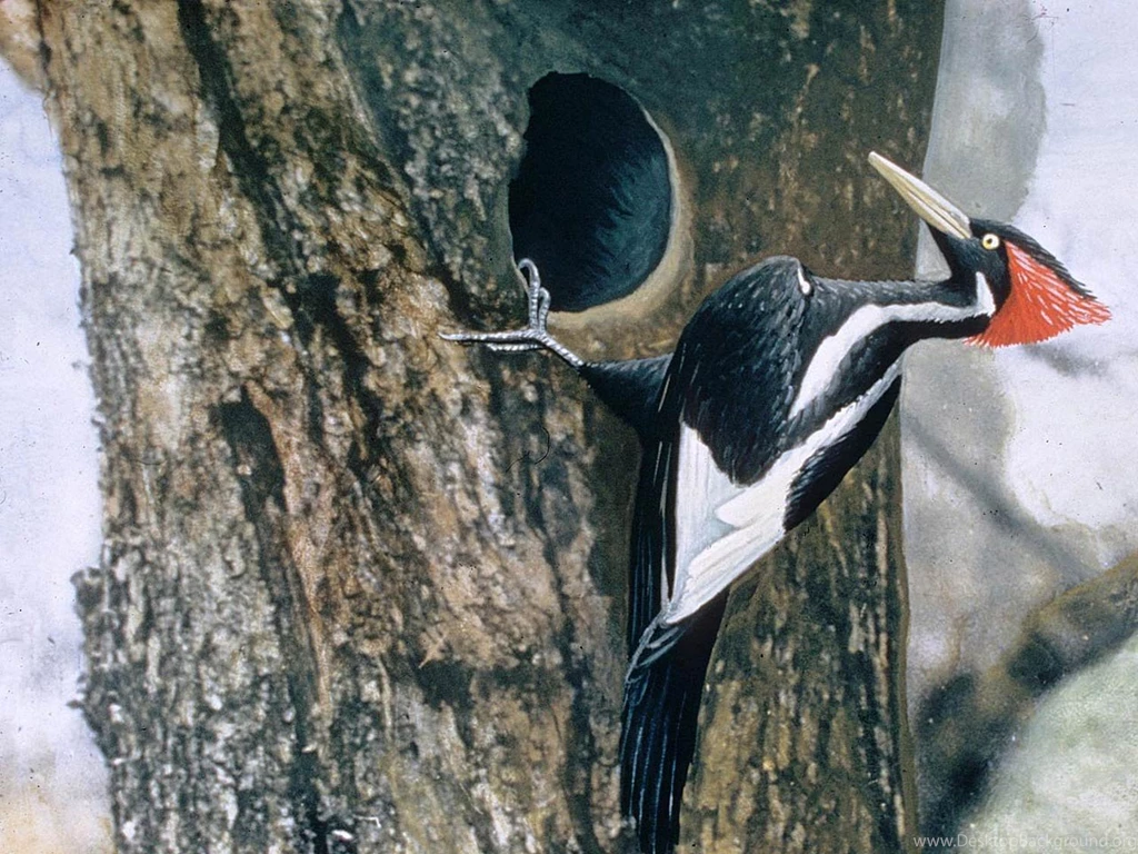 Woodpecker Wallpapers Animals Town