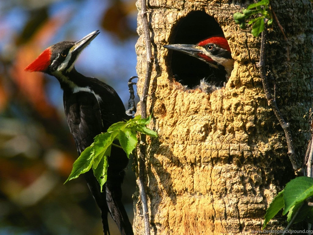 Download Birds Woodpecker Wallpapers 1600x1200