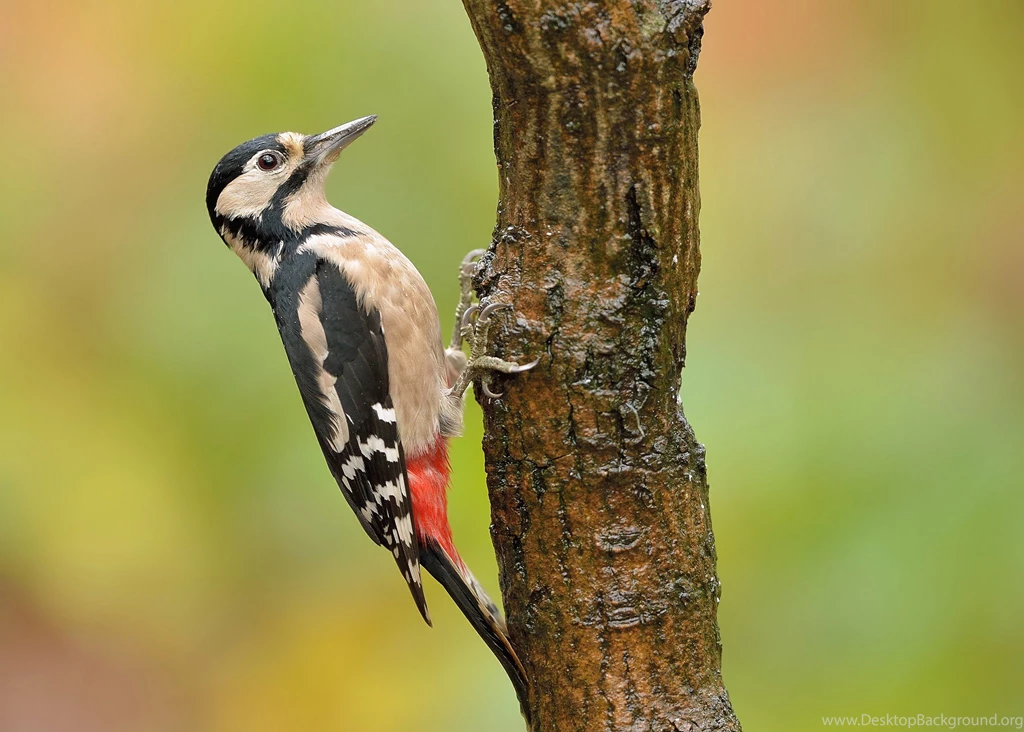Woodpecker Wallpapers Animal Wallpapers