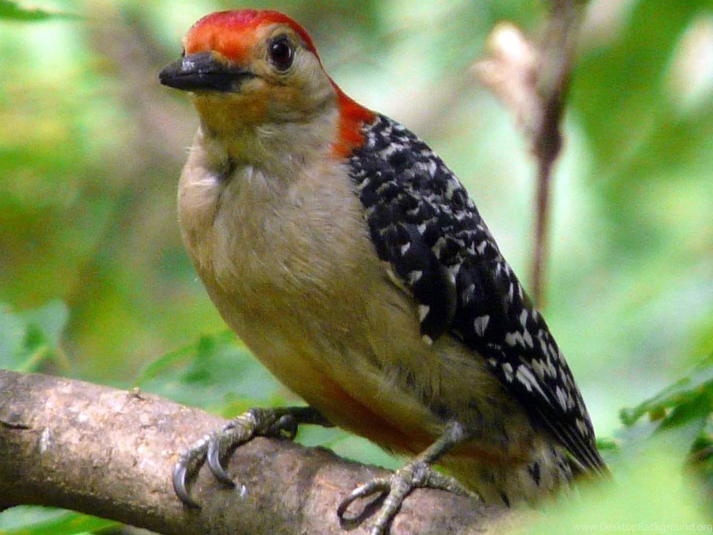 Woodpecker Wallpapers And Backgrounds Animals Town