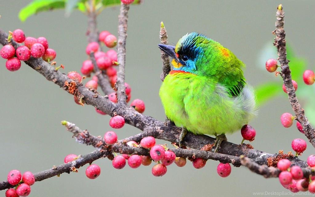 Asian Woodpecker Wallpapers Sn6hz8