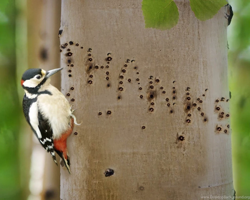 Woodpecker Connecticut Tree Bird Leaves Birds Desktop Wallpapers ...