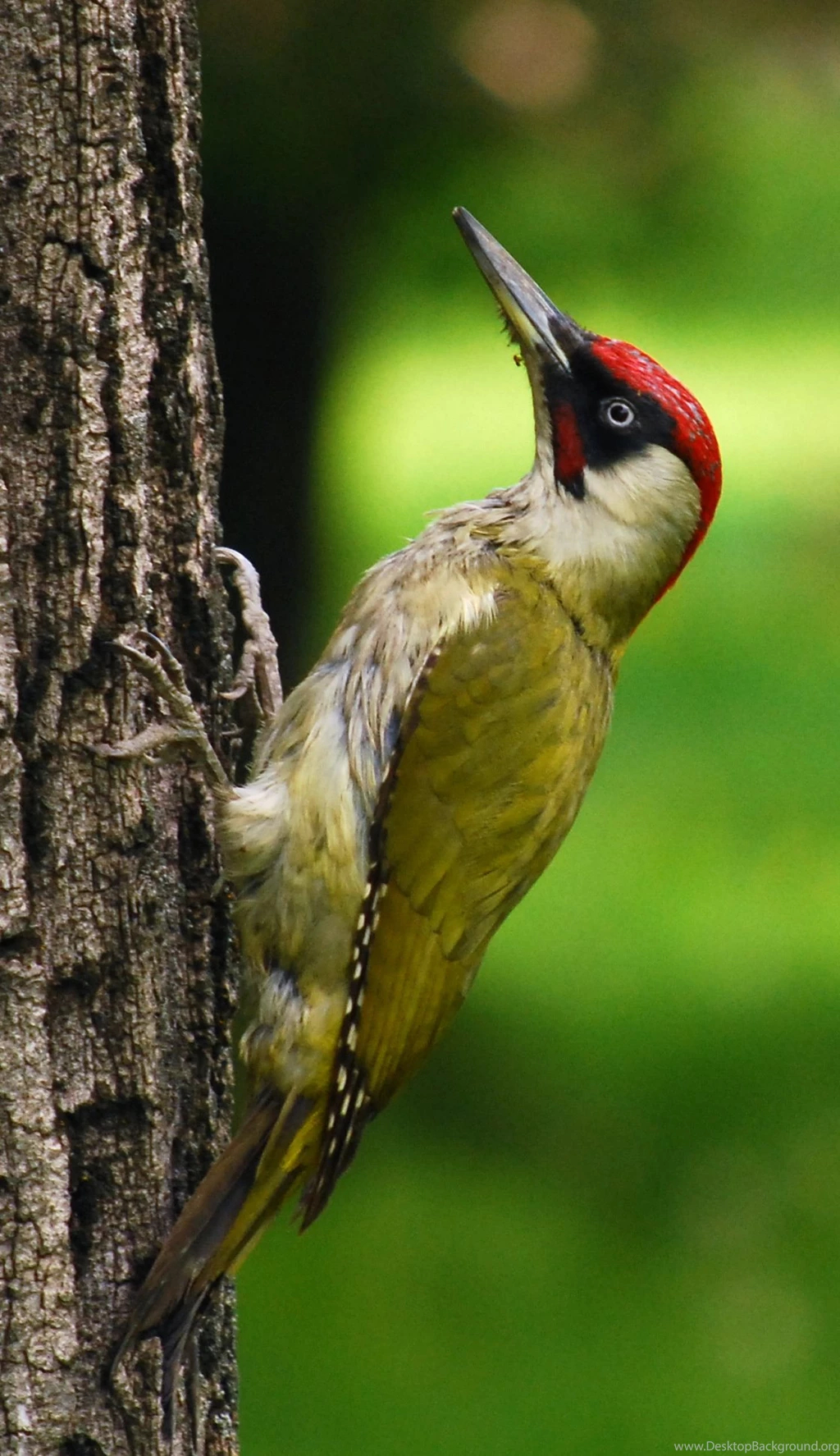 European Green Woodpecker Photos And Wallpapers. Collection Of The ...