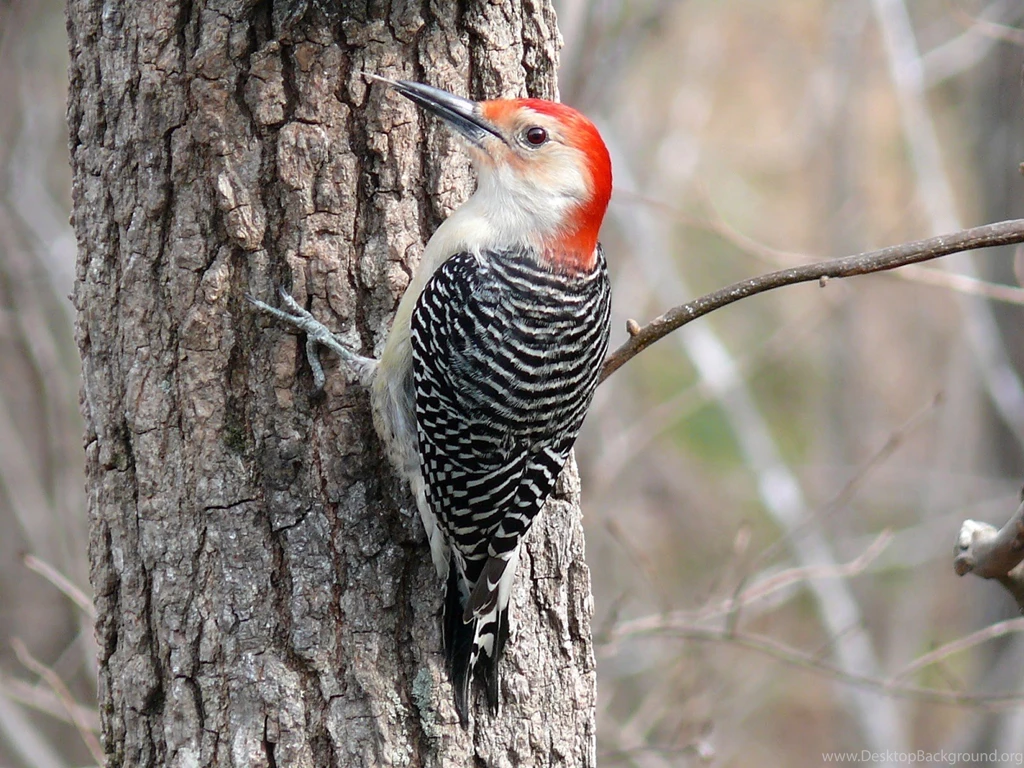 Fantastic Woodpecker Wallpapers