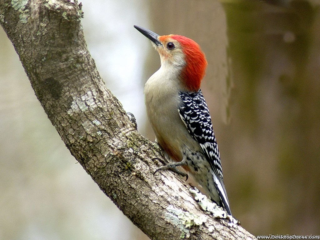 Desktop Wallpapers » Animals Backgrounds » Red Bellied Woodpecker ...