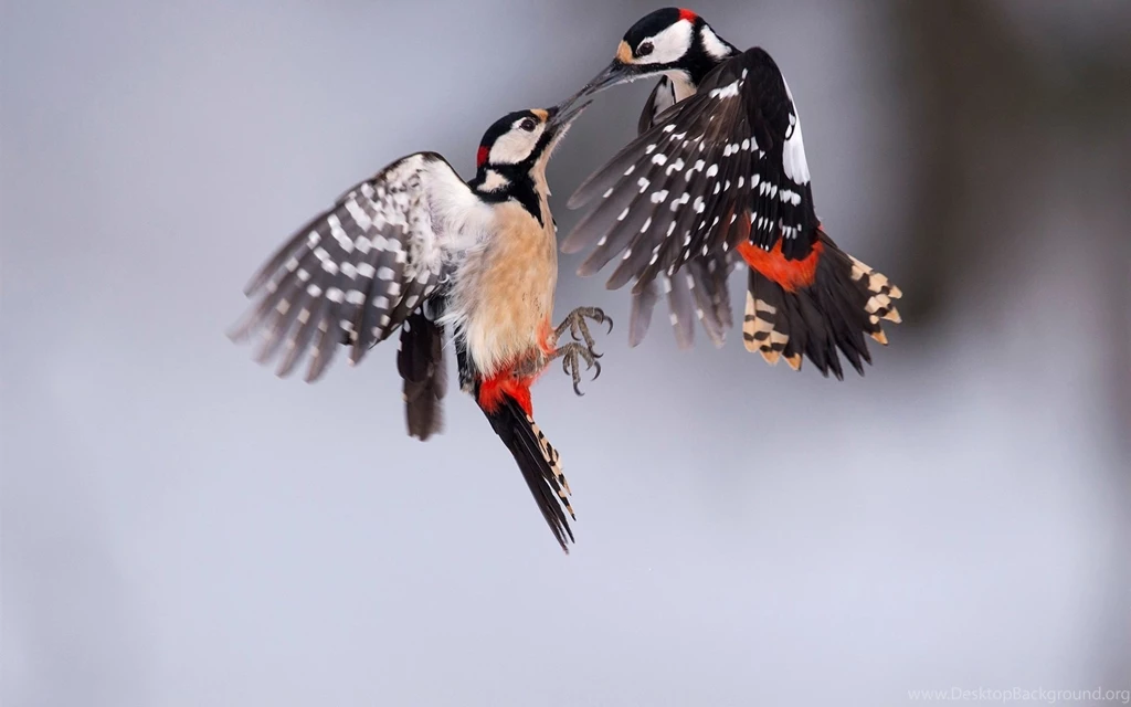 Woodpecker Snow Bird Wallpapers HD High Quality
