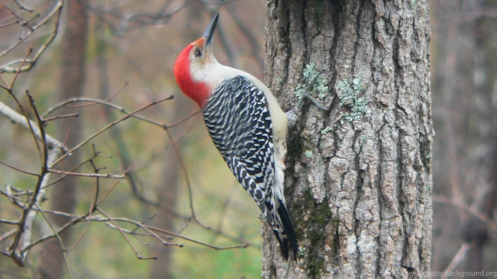 File:Red bellied Woodpecker.jpg   Wikimedia Commons