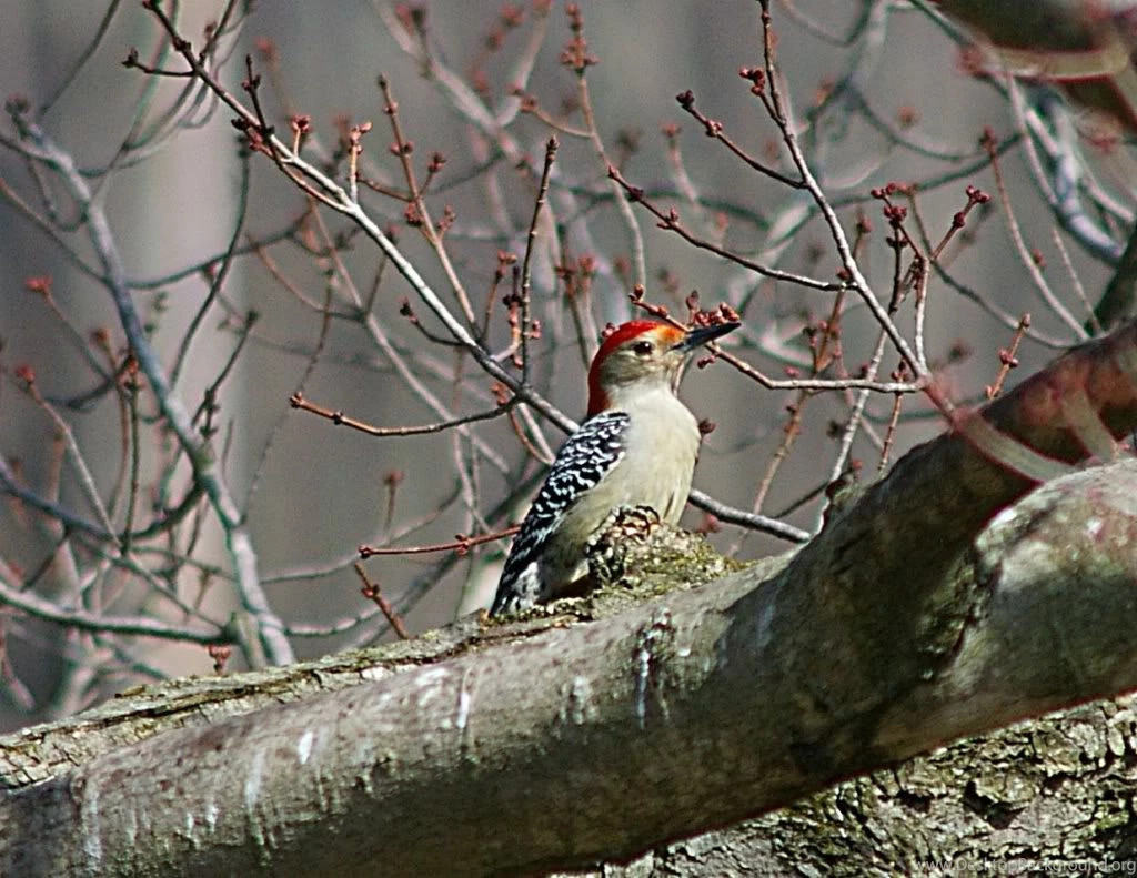 Red Bellied Woodpecker