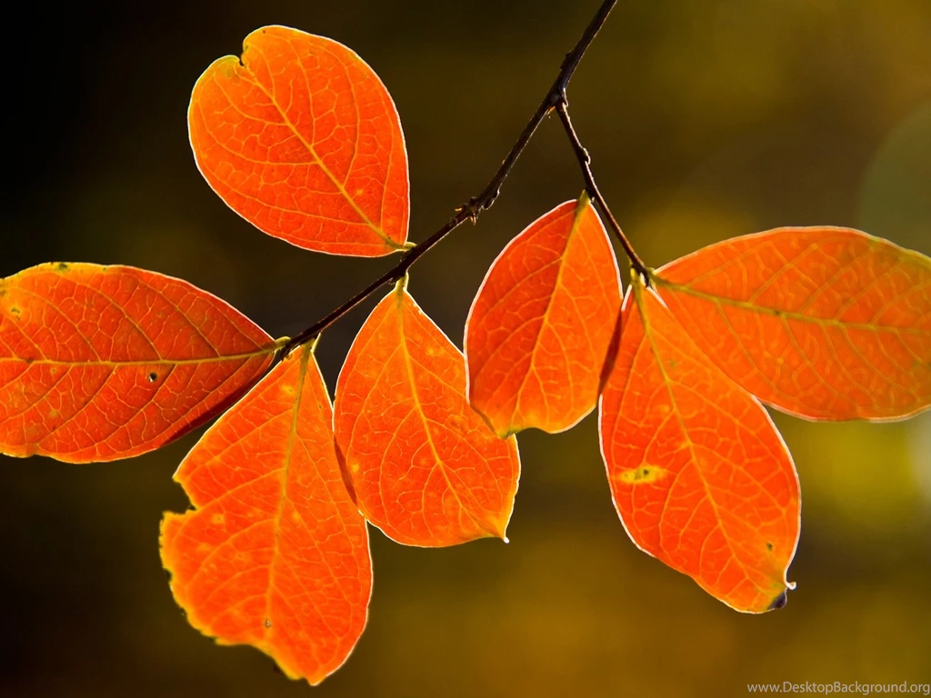 06/08/2015   1600x1200 Leaves Picture Desktop Wallpapers   Free ...