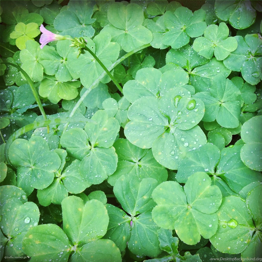 March Calendars And Wallpapers – Clover Collection