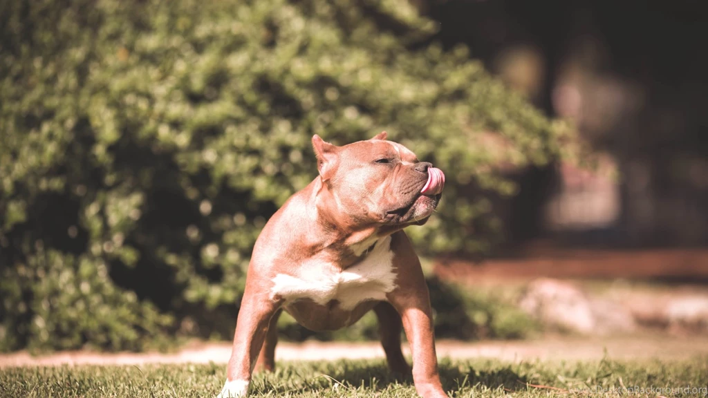 Download Wallpapers 1920x1080 Dog, Pit Bull, Grass, Aggression ...