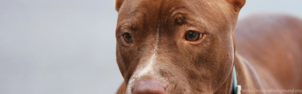 Download Wallpapers 3840x1200 American Pitbull, Muzzle, Dog, Collar ...