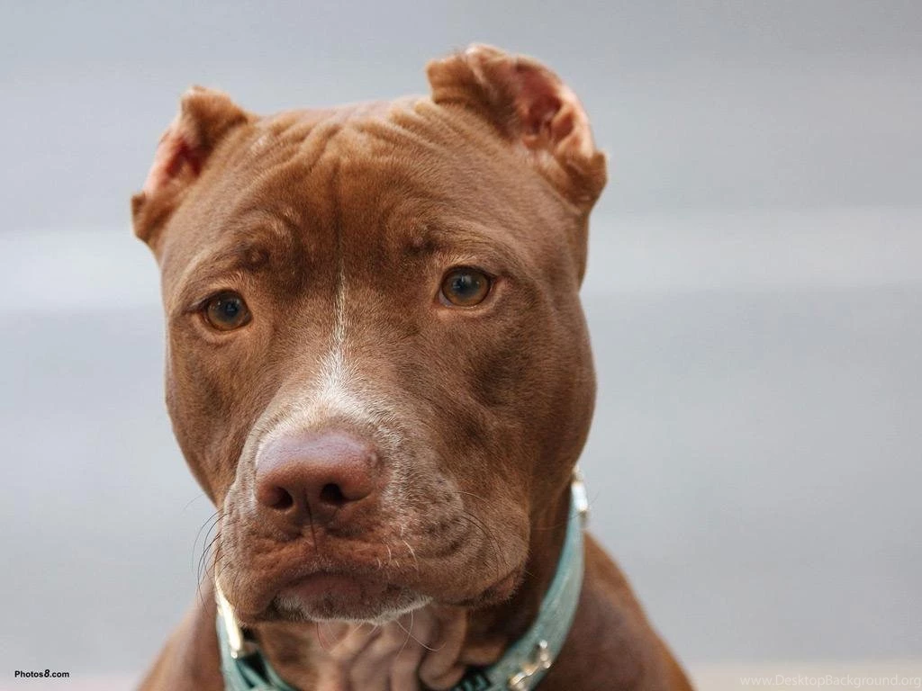 Pitbull Dog Pack 3 Wallpapers Android Apps On Google Play