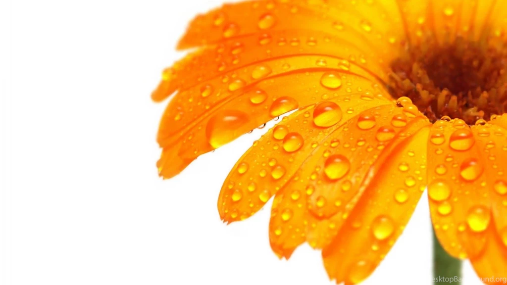 Stunning Flower Images And Wallpapers Download
