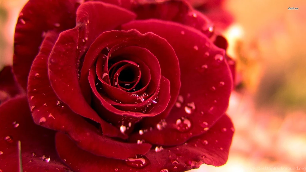 Images Flowers Wallpapers Nature Wallpapers Rose Flower Wallpapers ...
