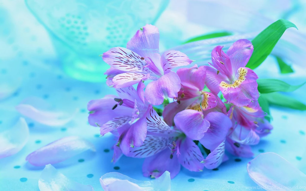 Fresh Flower Wallpapers 2014 2 Real Flowers Backgrounds