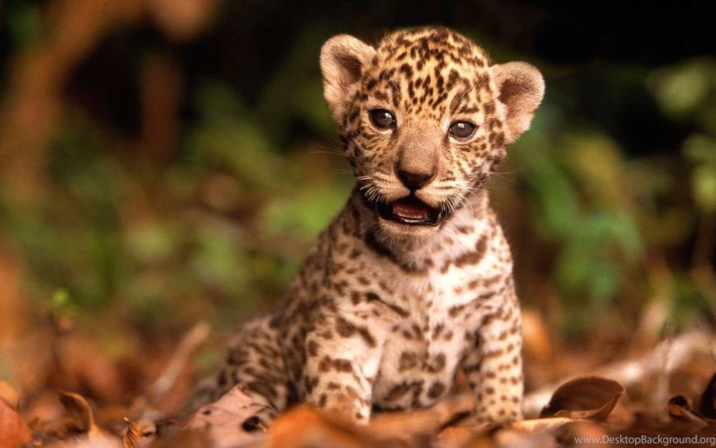 Baby Animal Wallpapers HD