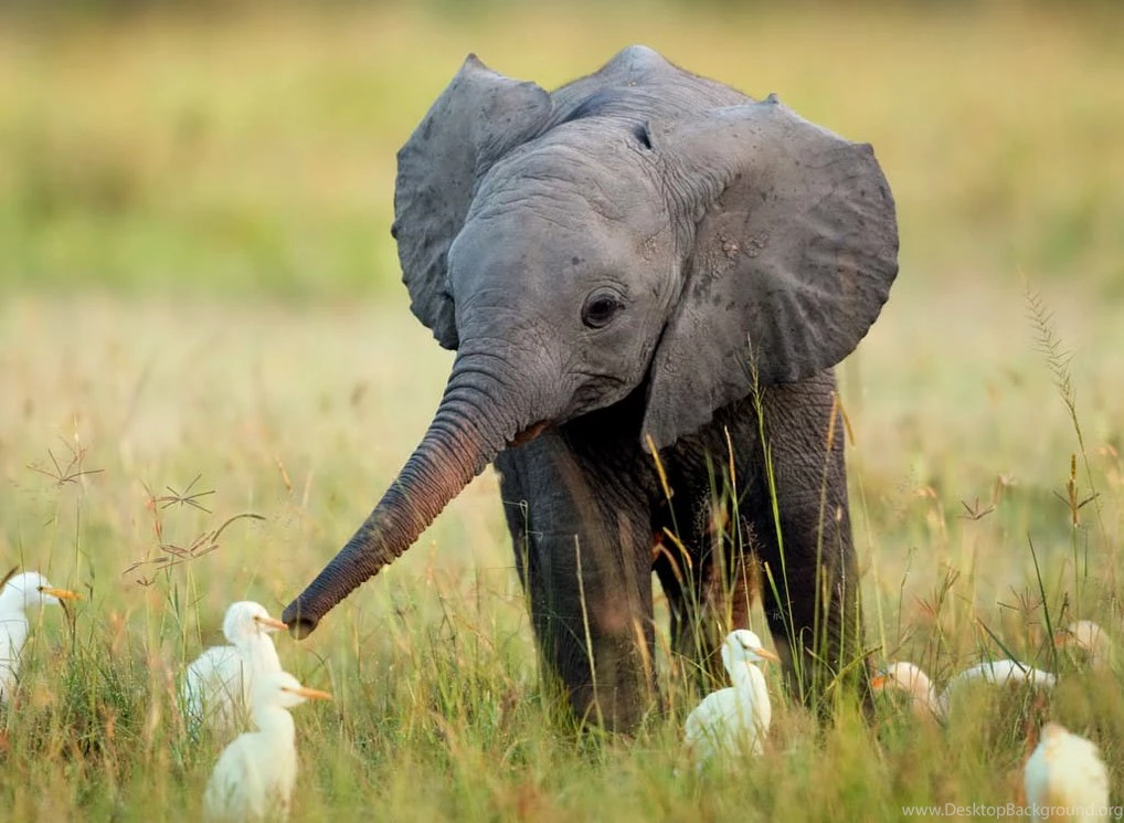 Cute Baby Animals Wallpaper Backgrounds   HD Great Images