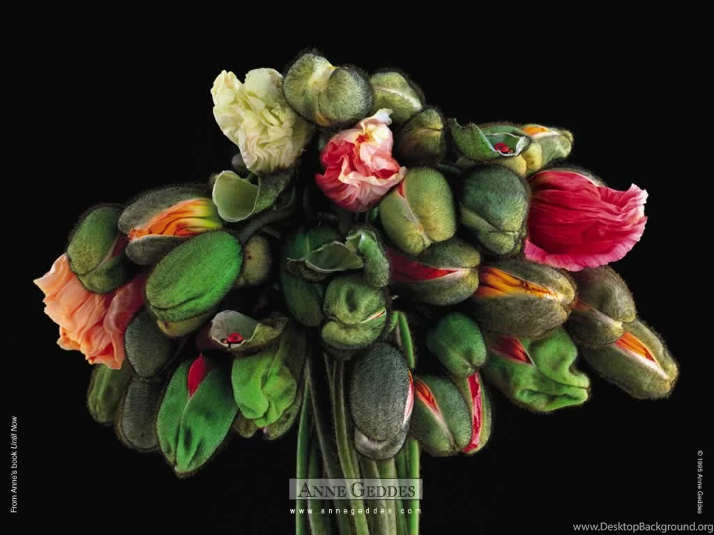 Desktop Baby Animals Backgrounds Wallpapers