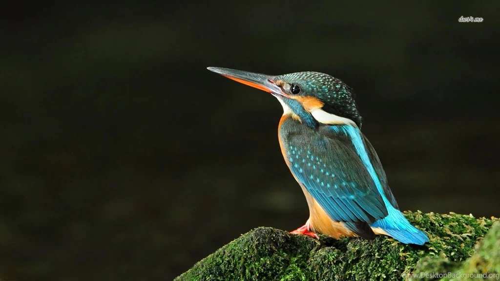 Wallpapers Lovebird Kingfisher X More 1366x768