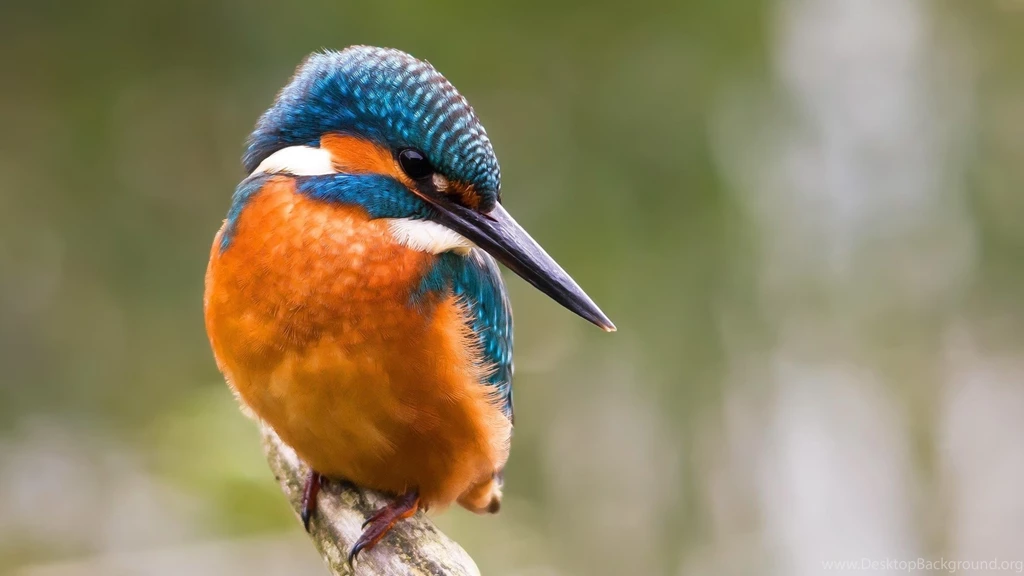 Index Of /scraper/data/alphacoders/Kingfisher Wallpapers