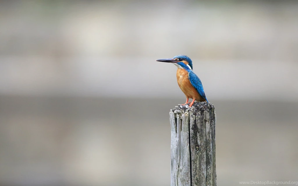 14 HD Kingfisher Bird Wallpapers HDWallSource.com