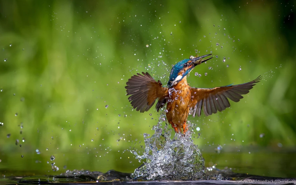 Kingfisher