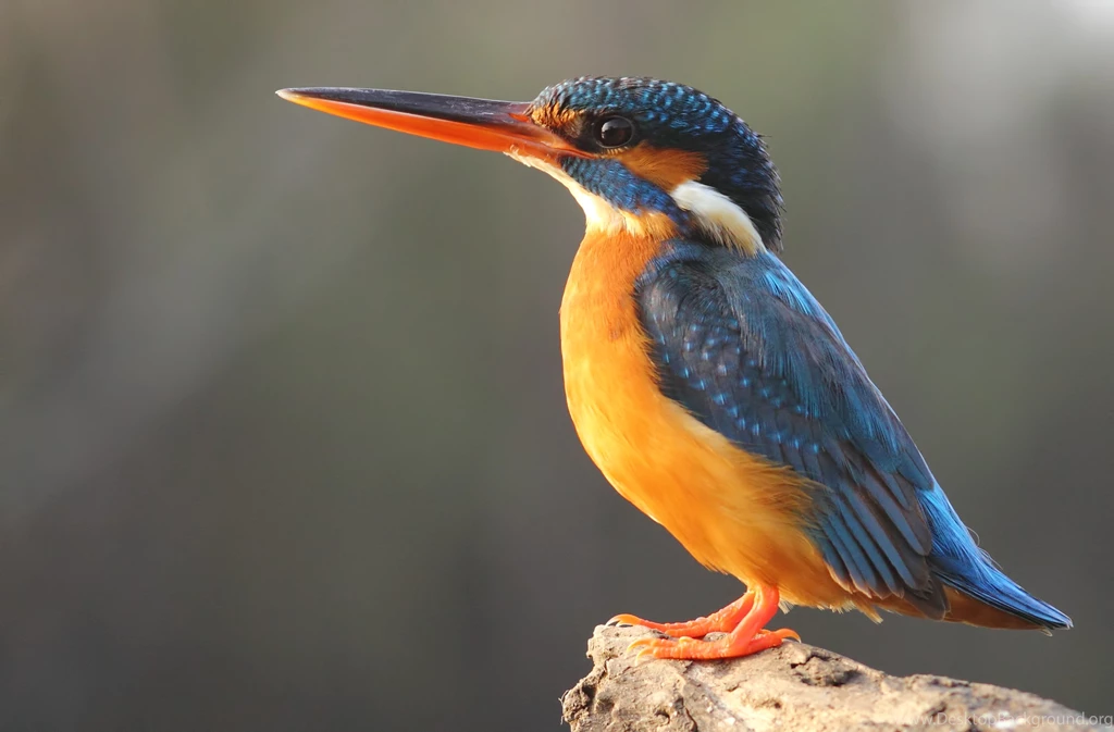 1200x798px Kingfisher