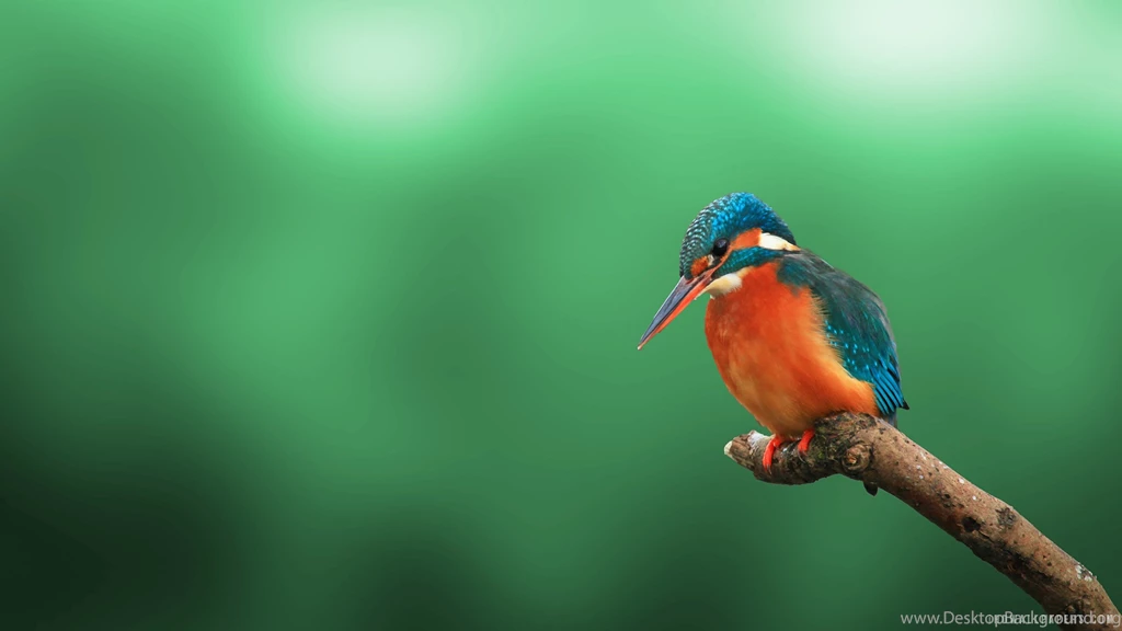 Kingfisher HD Wallpapers IHD Wallpapers