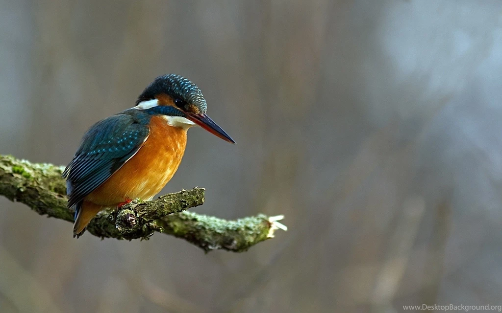 Kingfisher Birds Depth Of Field Wallpapers Hd Desktop And Mobile