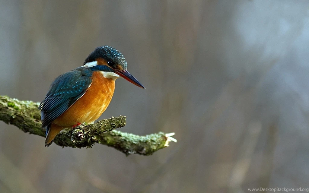Kingfisher Birds Depth Of Field Wallpapers HD / Desktop And Mobile ...