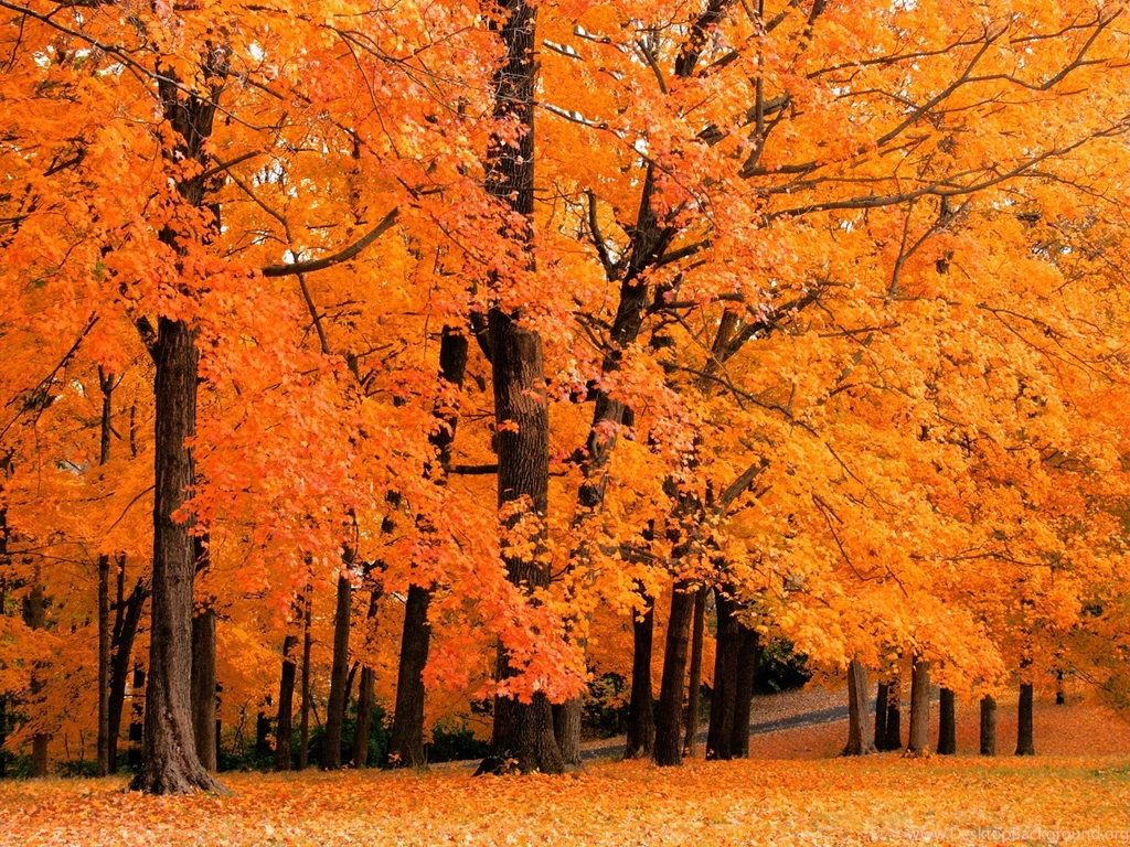 858 Fall HD Wallpapers