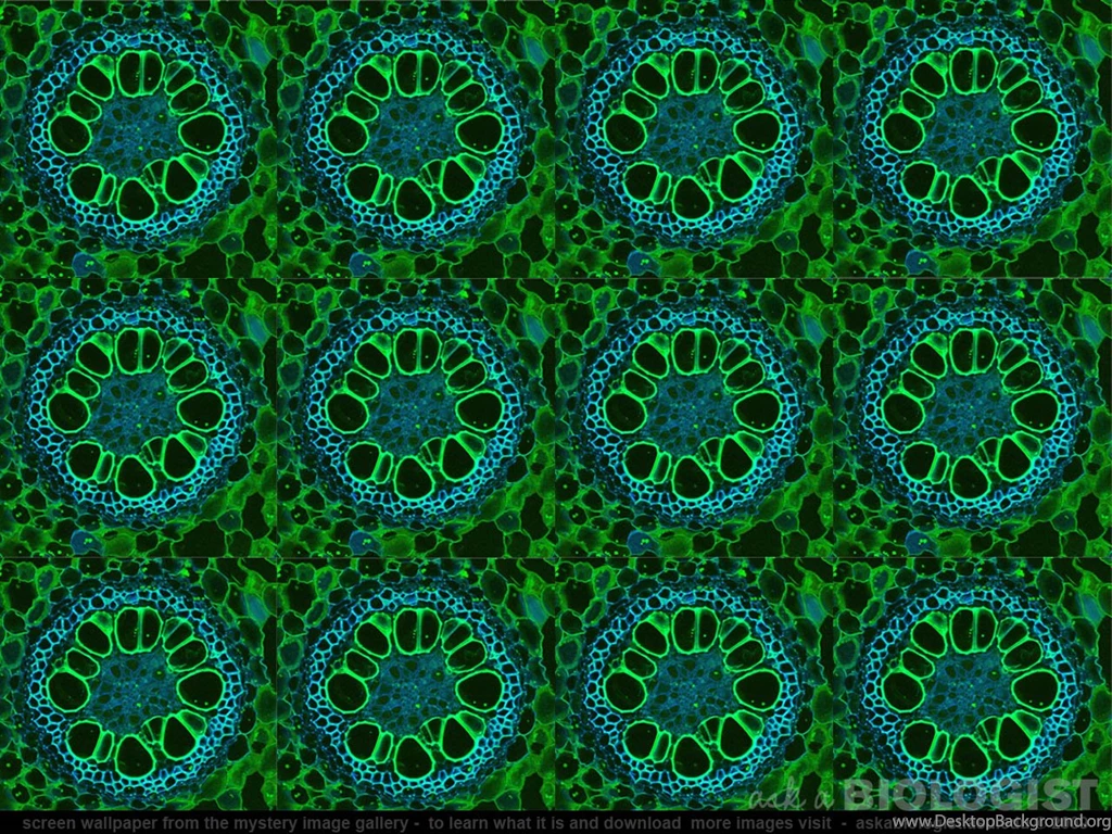 A Look Inside A Plant Root...