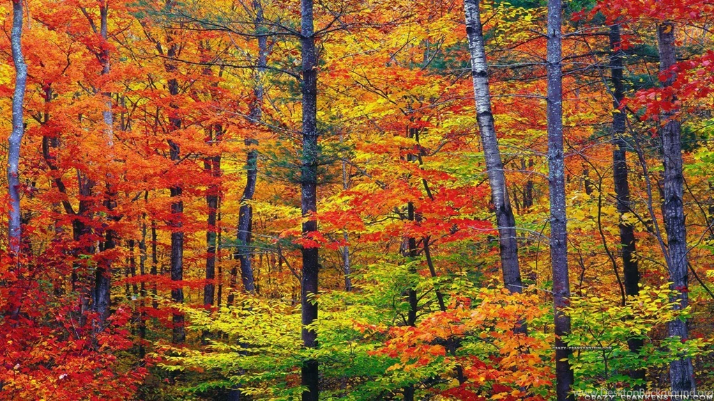 Free Scenic Wallpapers For Desktop Wallpapers Cave